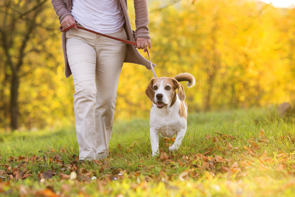 Dog friendly walking routes Padworth, Berkshire