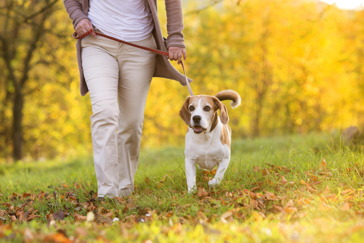 Dog friendly walking routes Padworth, Berkshire.