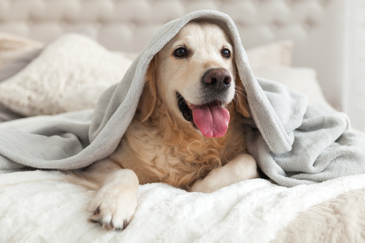 Dog friendly hotel package Padworth, Berkshire